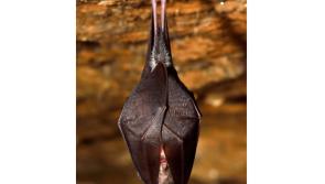 A bat in the hand…