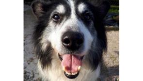 Meet June’s Mutt of the Month: Goose