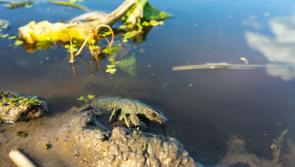 Is the spread of the Crayfish plague inevitable?