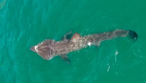 Sharks come back to bask  
