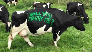 Bovine Butters bears udderly romantic proposal