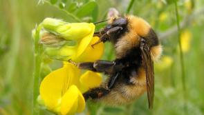 Belmullet exhibition focuses on rare local wildlife