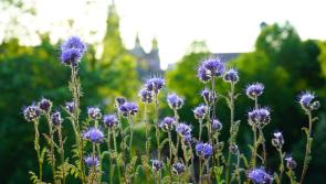 Mixes, fixes and going native