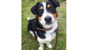 Meet September’s Mutt of the Month: Stevie