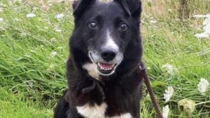 Meet October’s Mutt of the Month: Theodore