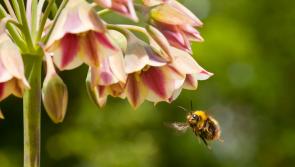 Plight of the bumblebee