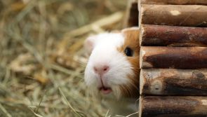 Smaller furry friends can make great pets