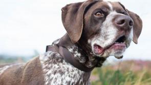 Meet November’s Mutt of the Month: Ruby