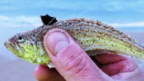 Lovely little monsters