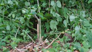 Bord Pleanála rejects Japanese Knotweed treatment facility