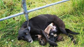 Please paws for thought this Christmas 