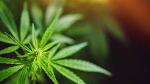 Man convicted of cultivating cannabis plants at his home