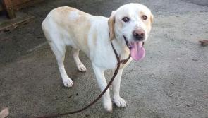 Meet January’s Mutt of the Month: Herbie