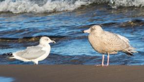 Shoreline conundrums