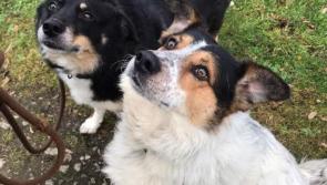 Meet February’s Mutts of the Month: Sam and JJ