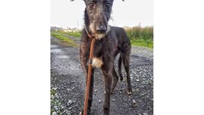 Meet March’s Mutt of the Month: Sirius