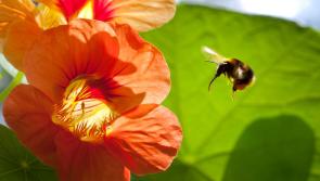 The buzz on feeding our precious bees