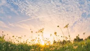 Granny’s meadow and our natural heritage