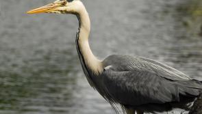 Wings spread in clearing skies