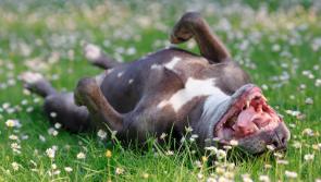 The spring ‘to do’ list for your pets