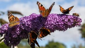 Budding naturalists’ records really count 