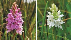 The charm of our elegant orchids