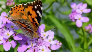 Bring on the butterflies