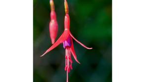 For the love of fuchsia
