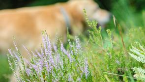 Only one dog theft reported to gardaí in July despite widespread concerns