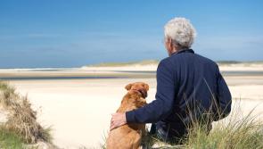 Dog shelters inundated with inquiries 