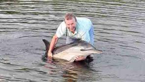 ‘Ditzy the Dolphin’ stranded a second time