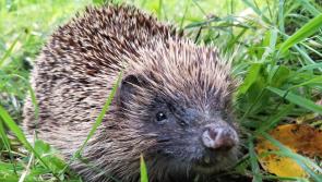 Prickly encounters with late night snurflers