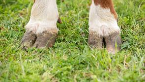 Farmers warned of cattle-theft threat