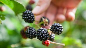 Collect blackberries after Halloween at your peril
