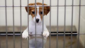 Thinking of gifting a pet? Think again