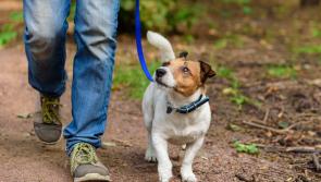 Timely reflections on pet health