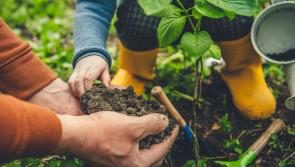 How 2020 has coloured our 2021 intentions