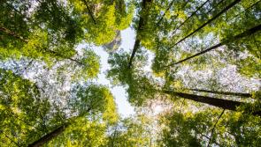 A chink of hope in the climate crisis