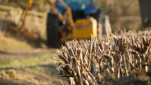 Hedgerow cutting ‘savage and unnecessary’ – Mayo Greens