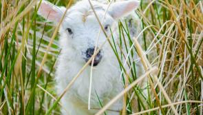 Spring worries