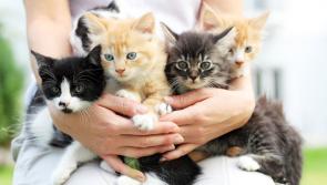 Kitten season in full swing