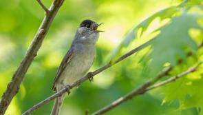 A virtuoso joins the dawn chorus