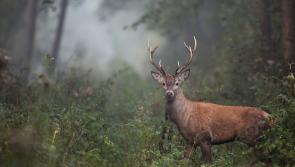 Wild deers a danger to motorists - Cribbin