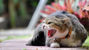 FIV on the rise among Irish cats