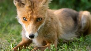 Like the fox, I forage