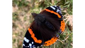 The red admiral’s admirable fortitude