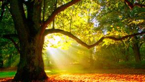 Why plant a tree? Why keep a tree?