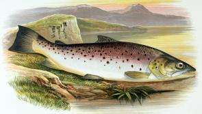 The fascinating, formidable Ferox
