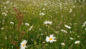 The wonders of our wildlife garden