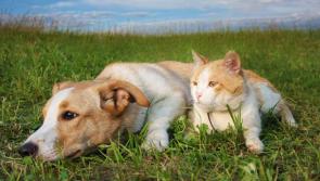Waiting in the long grass